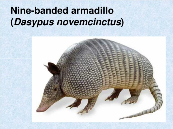 Nine-banded armadillo ( Dasypus novemcinctus )
