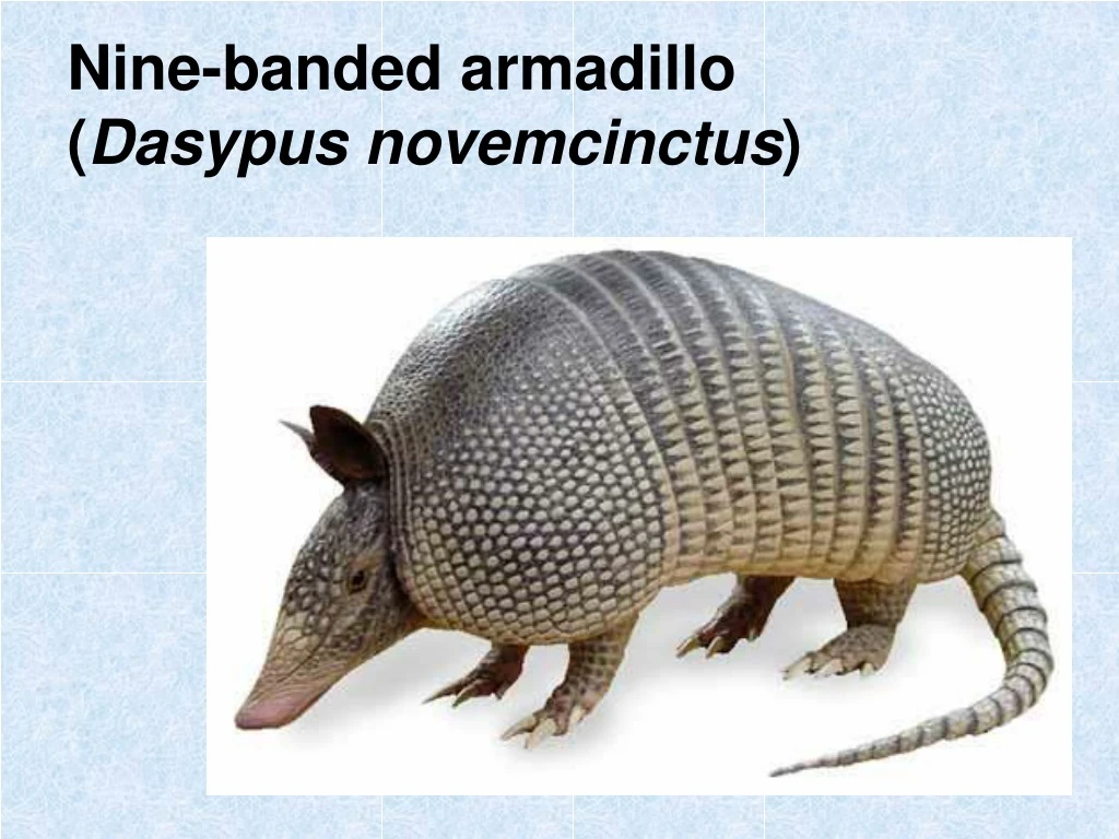 nine banded armadillo dasypus novemcinctus