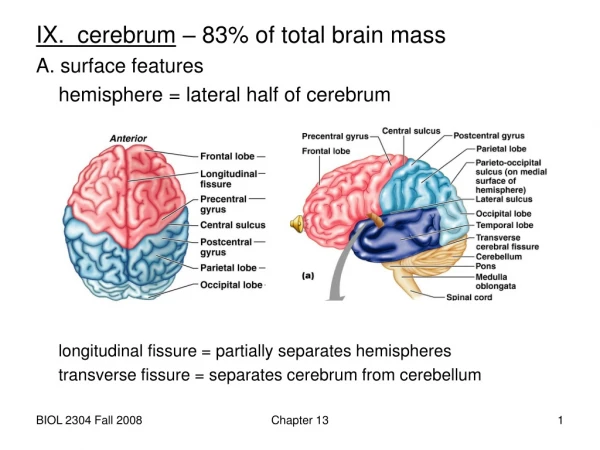 IX.  cerebrum  – 83% of total brain mass