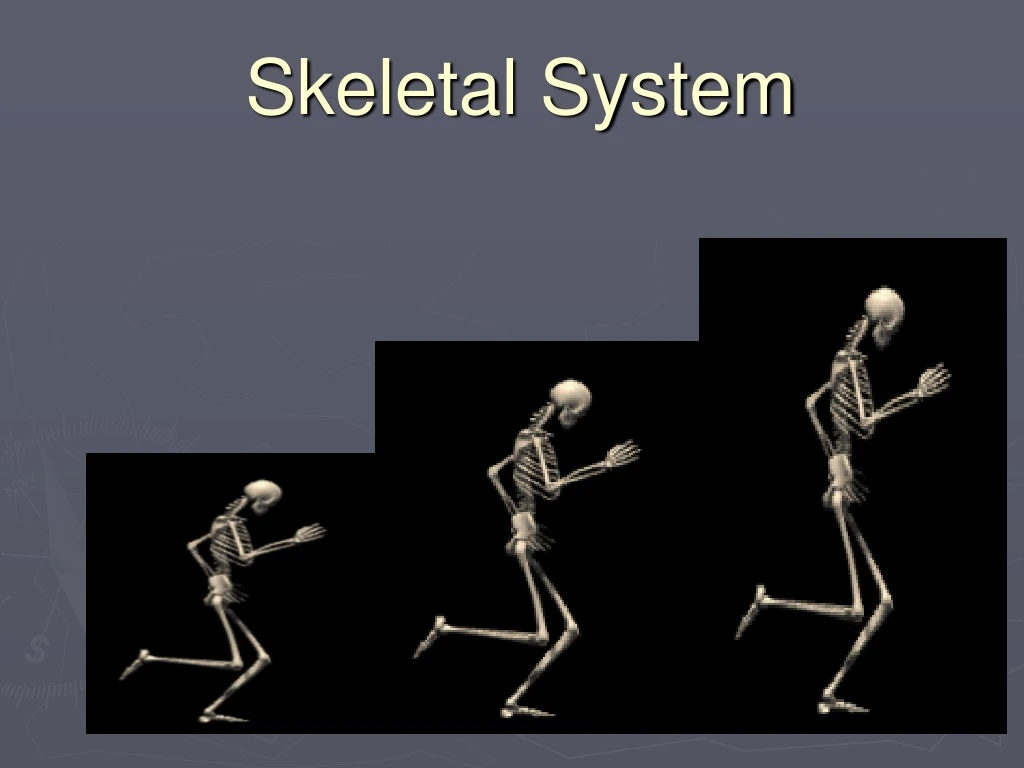 skeletal system