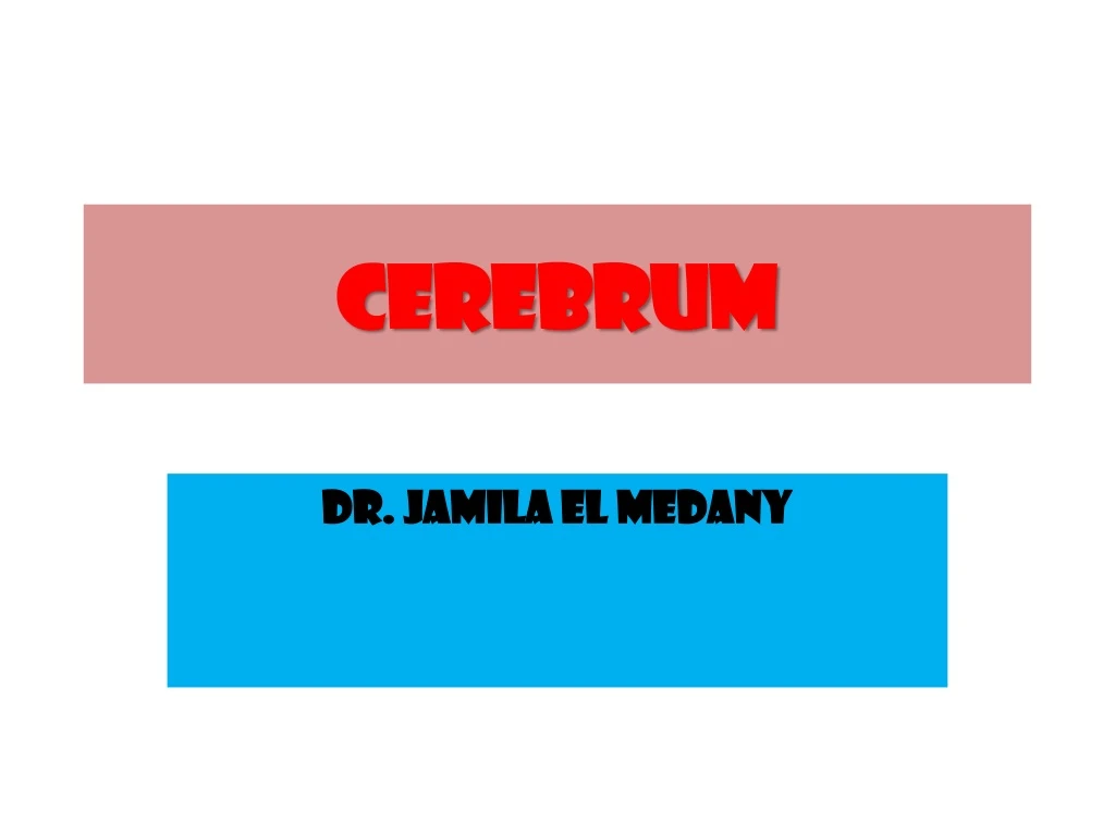 cerebrum