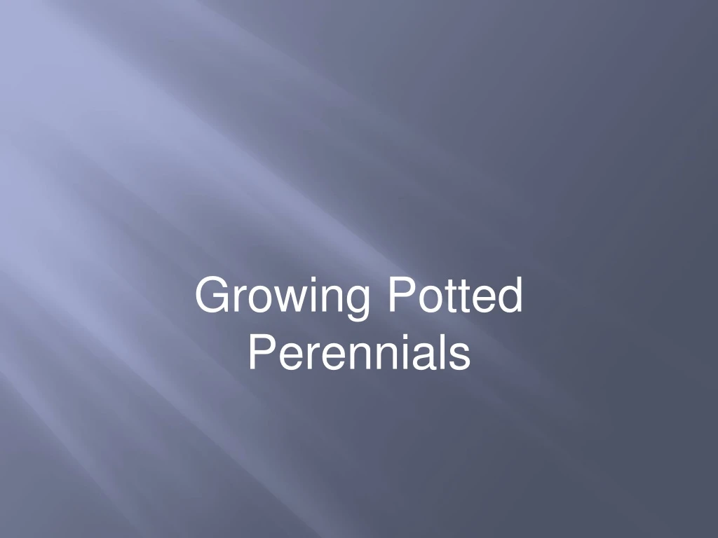 growing potted perennials