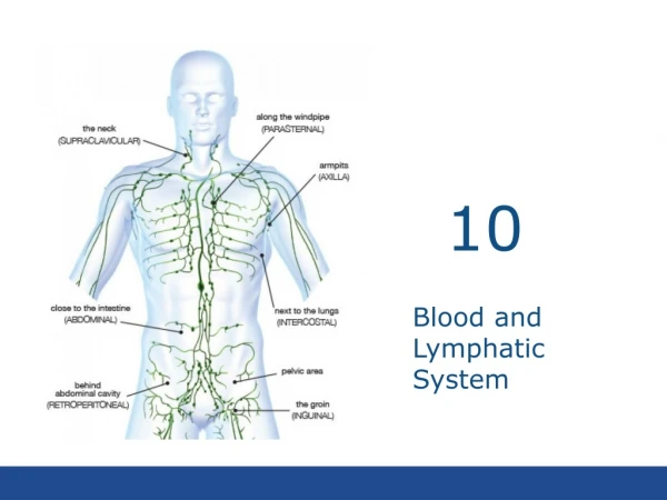 Blood and Lymphatic System
