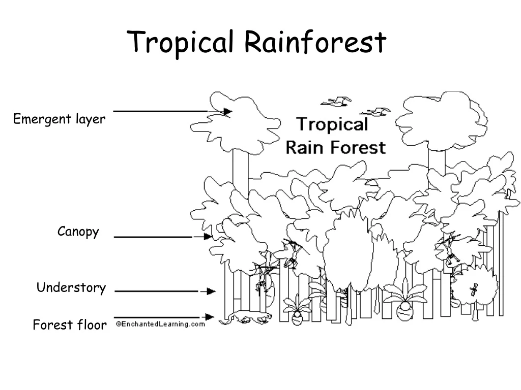 tropical rainforest