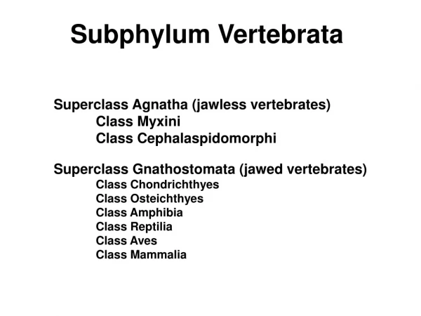 Subphylum Vertebrata