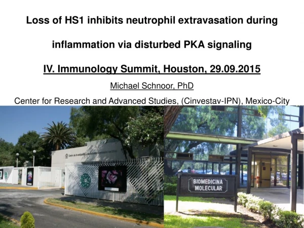 Loss of HS1 inhibits neutrophil extravasation during inflammation via disturbed PKA signaling