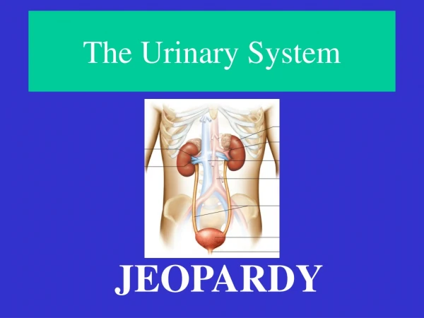 The Urinary System