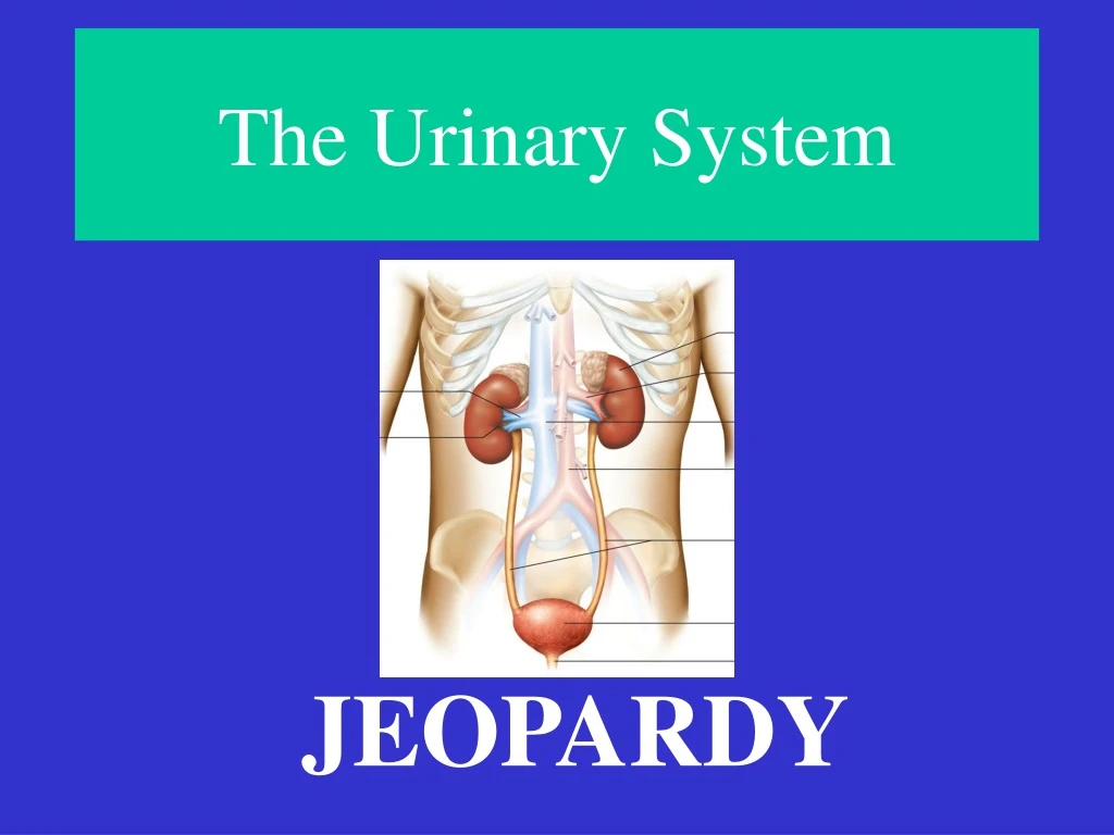 the urinary system