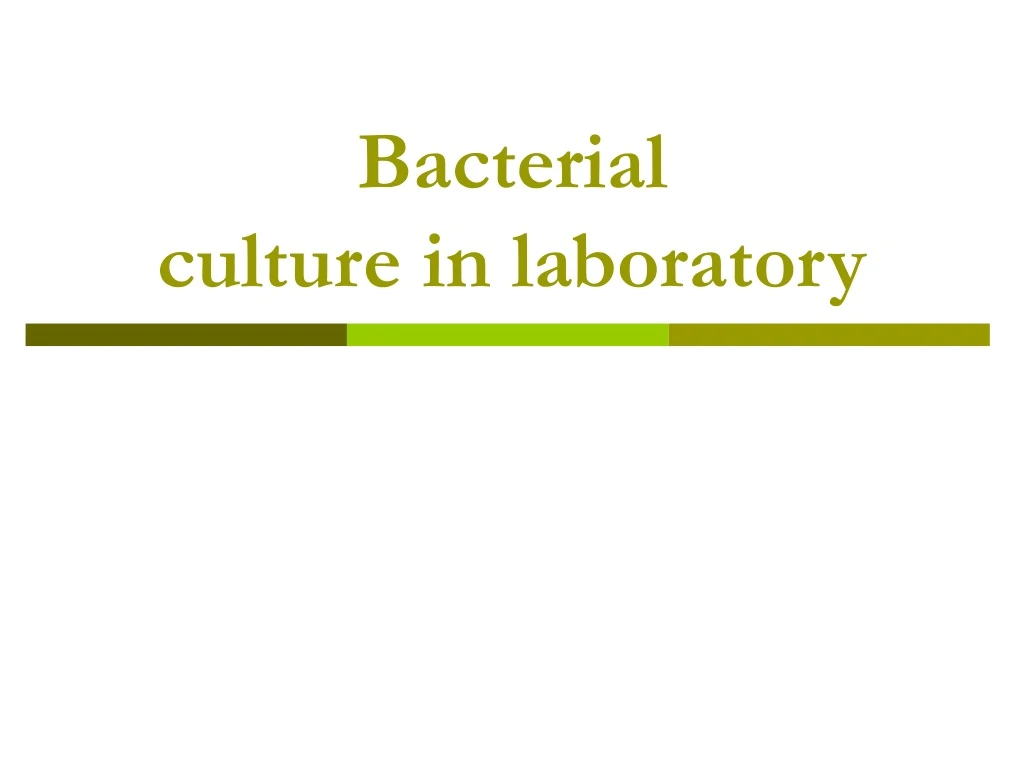 bacterial culture in laboratory