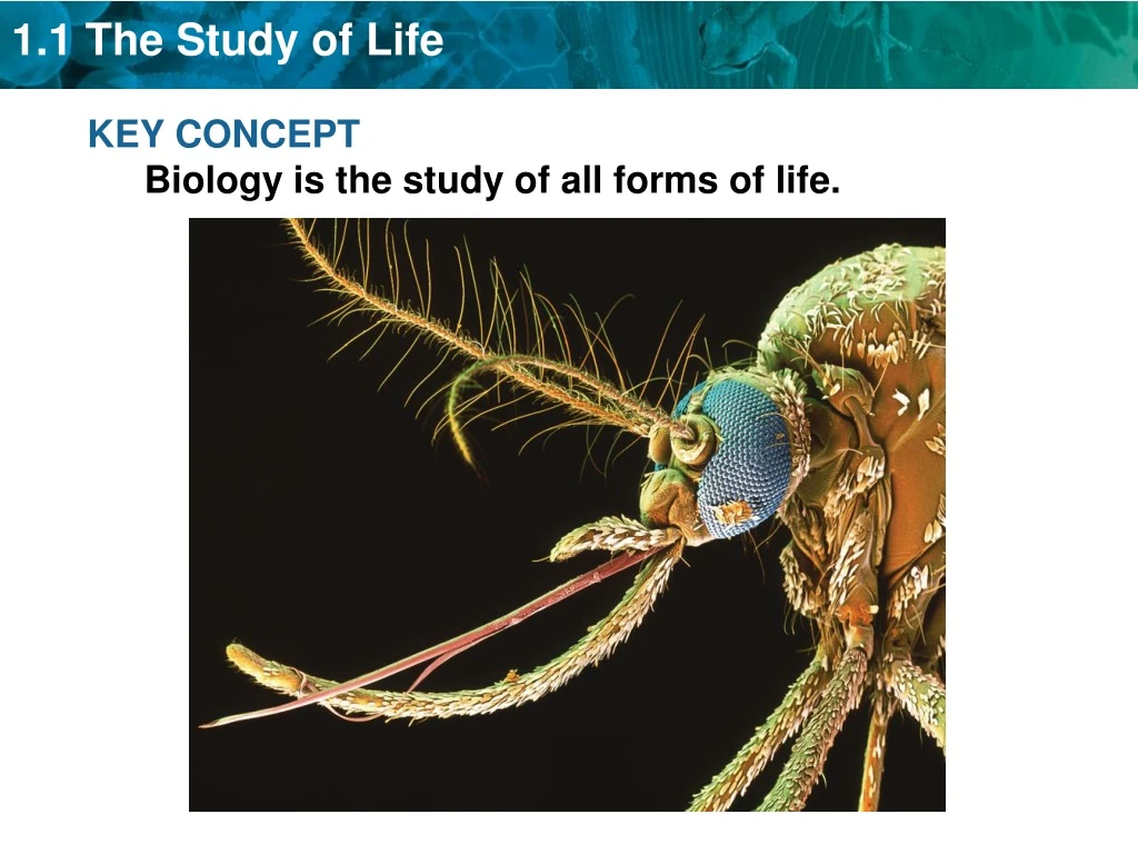 key concept biology is the study of all forms