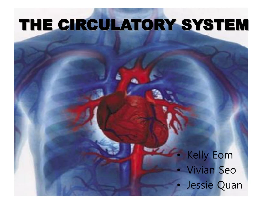 the circulatory system