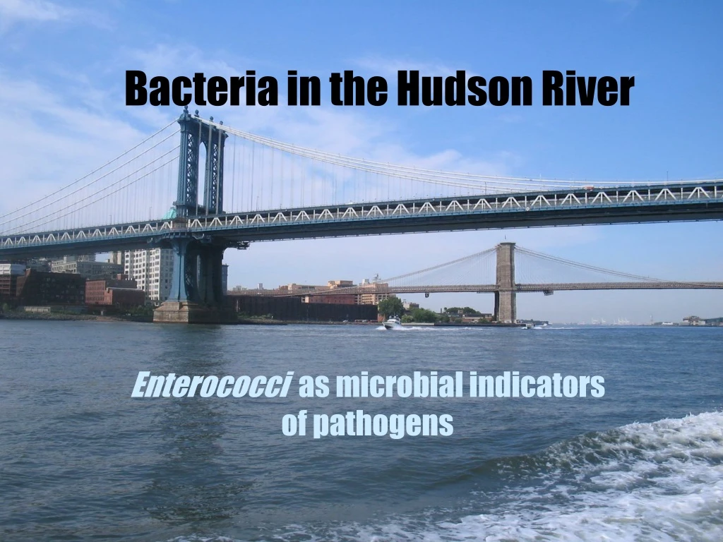 bacteria in the hudson river