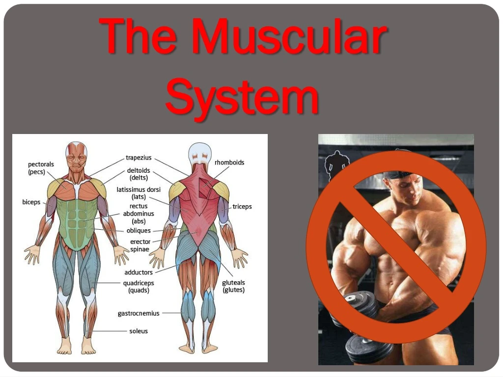 the muscular system