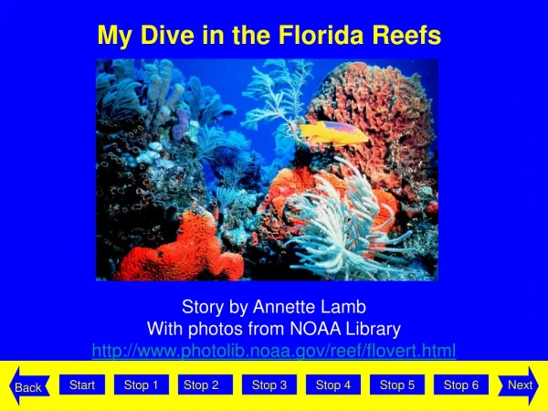 My Dive in the Florida Reefs