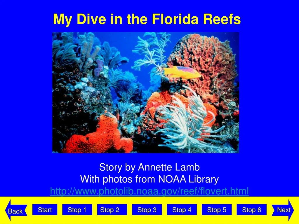 my dive in the florida reefs