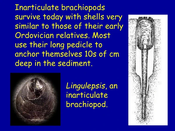 Lingulepsis , an inarticulate brachiopod.