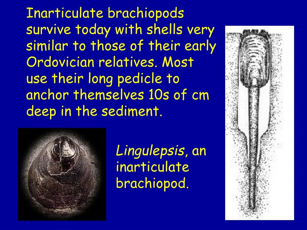 inarticulate brachiopods survive today with