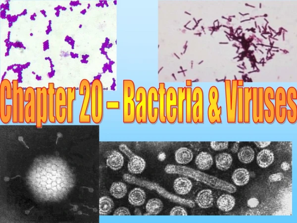 Chapter 20 – Bacteria &amp; Viruses