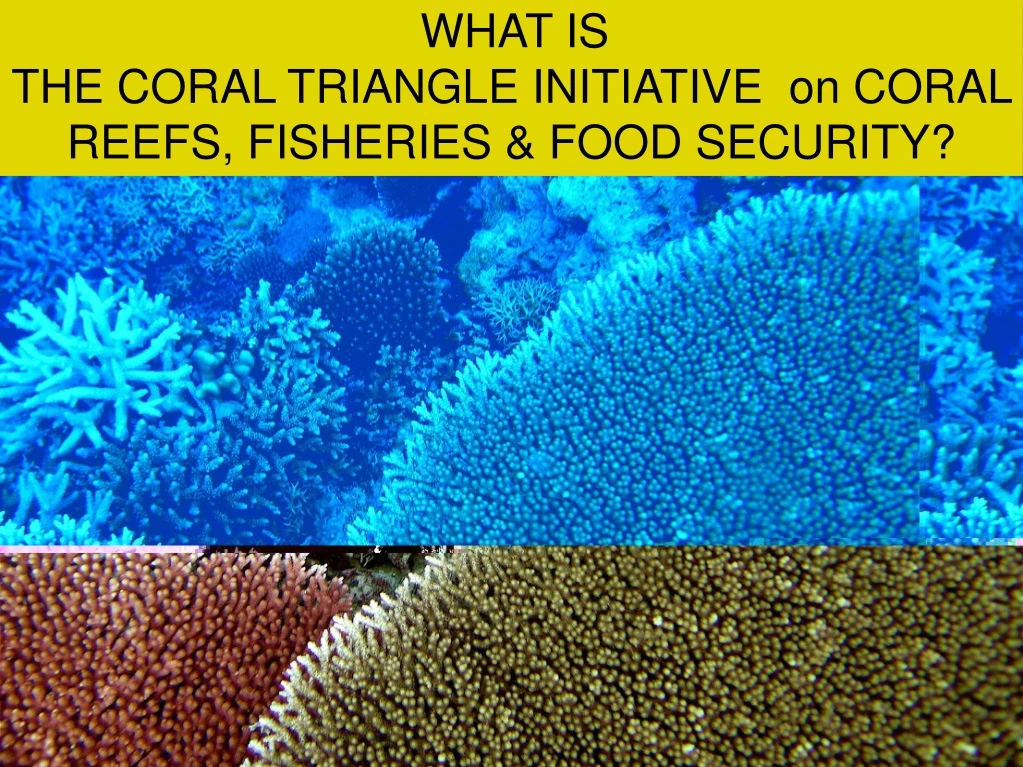 what is the coral triangle initiative on coral