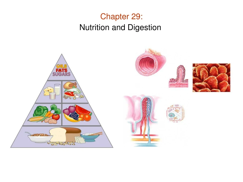 chapter 29 nutrition and digestion