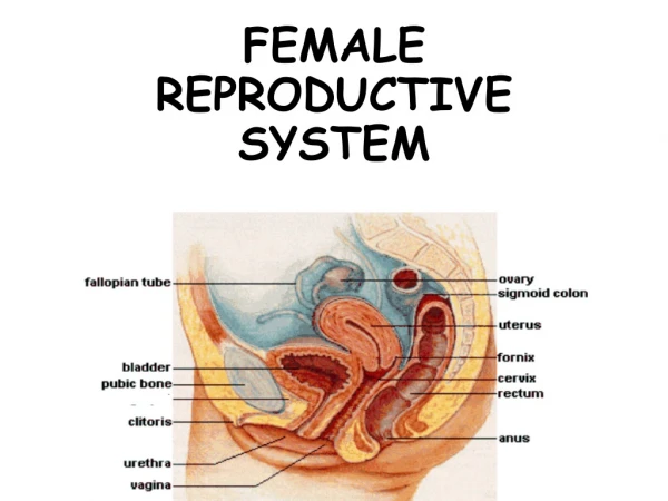 FEMALE REPRODUCTIVE SYSTEM