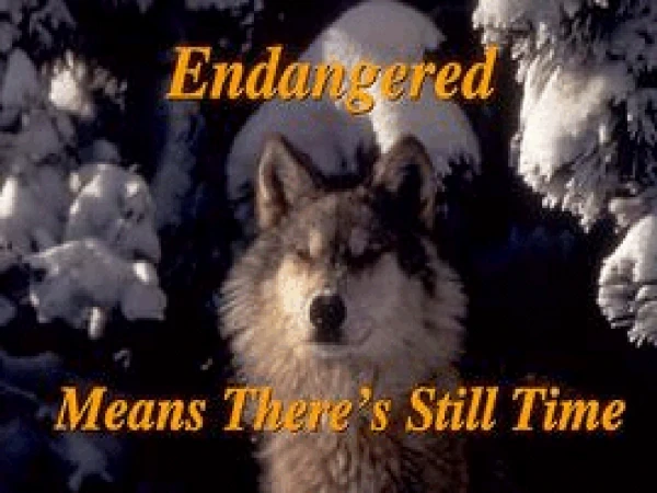 Endangered Means  There’s Still Time