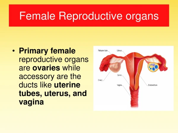 Female Reproductive organs