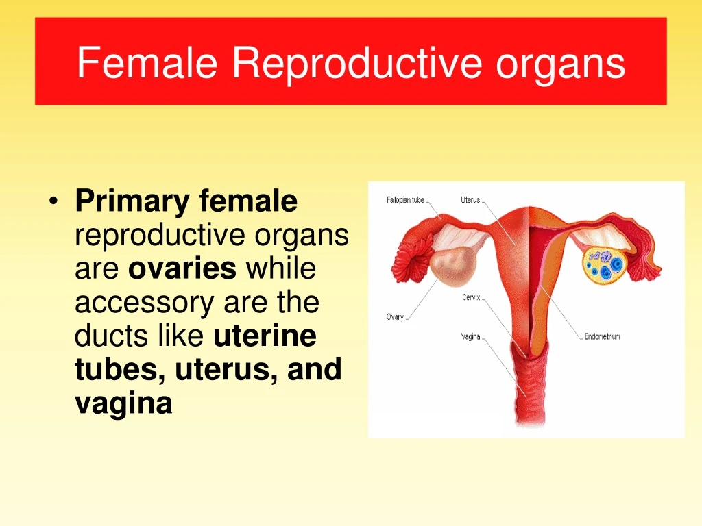 female reproductive organs