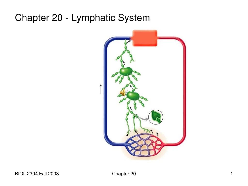 chapter 20 lymphatic system