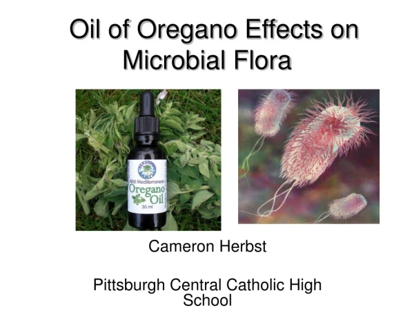 Oil of Oregano Effects on Microbial Flora