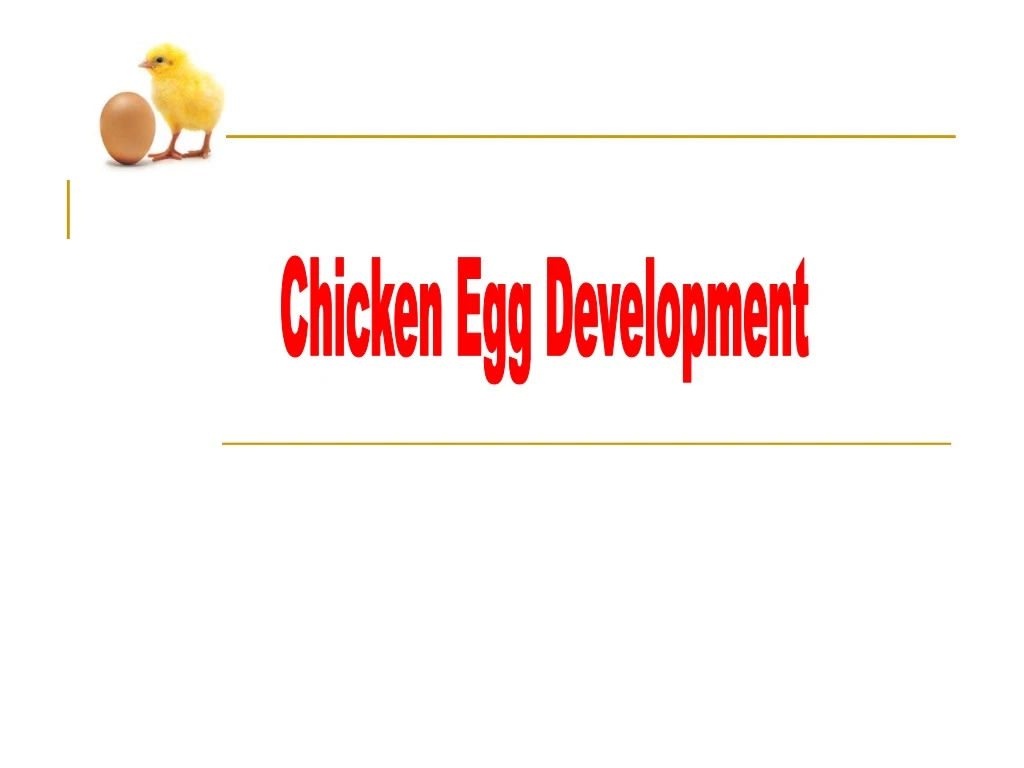 chicken egg development