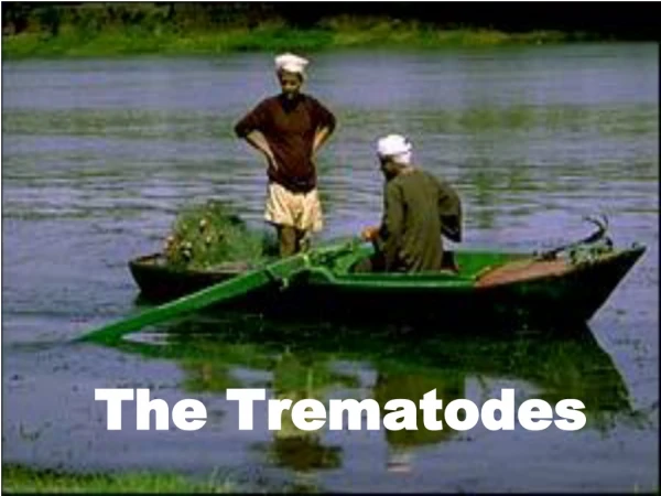 The Trematodes