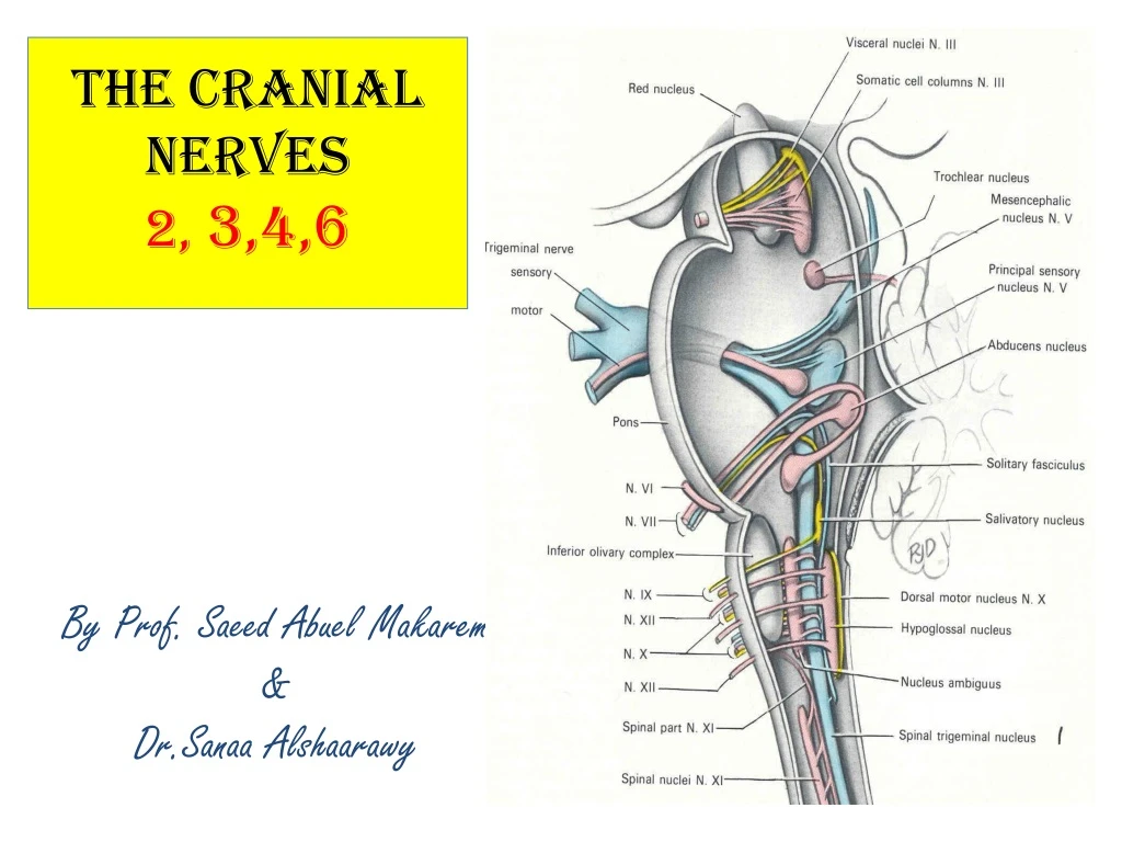 the cranial nerves 2 3 4 6