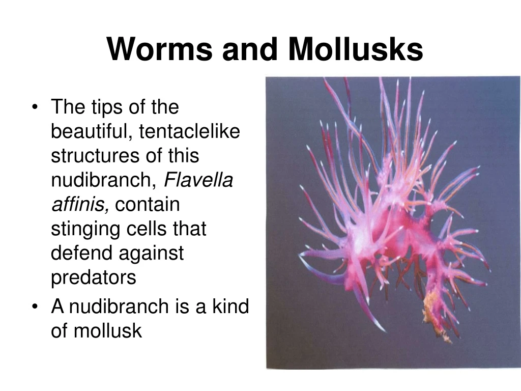 worms and mollusks