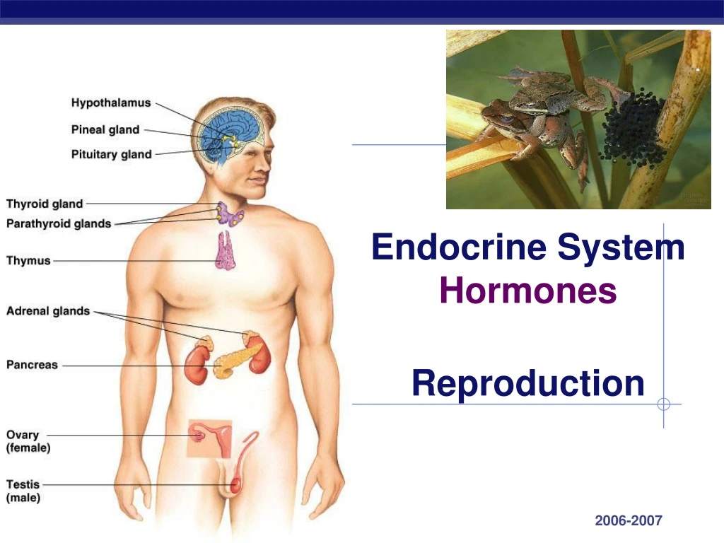 endocrine system hormones