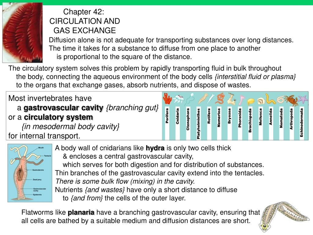 most invertebrates have a gastrovascular cavity