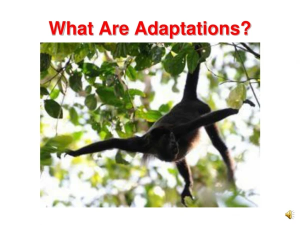 What Are Adaptations?