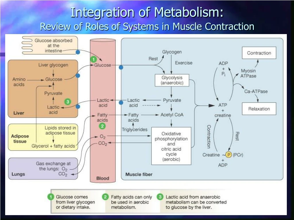 integration of metabolism review of roles of systems in muscle contraction