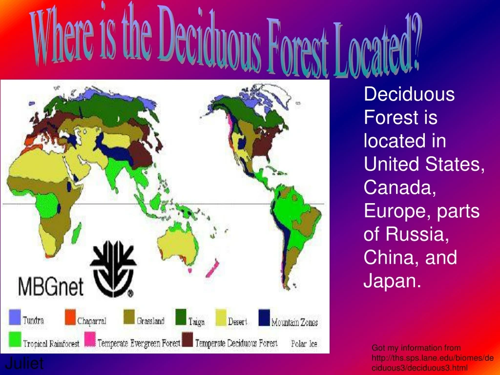 where is the deciduous forest located