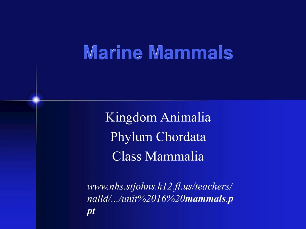 marine mammals