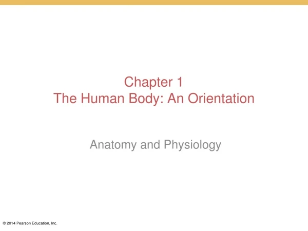 Chapter 1 The Human Body: An Orientation