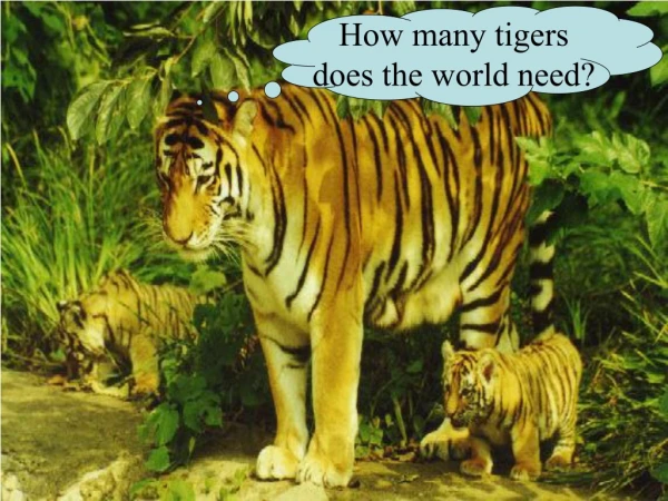 How many tigers does the world need?