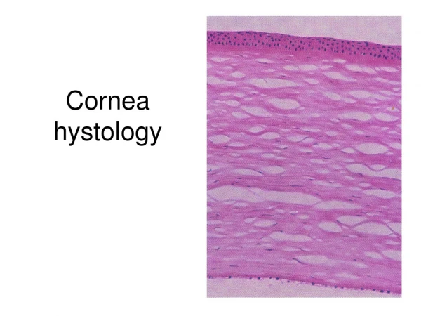 Cornea hystology