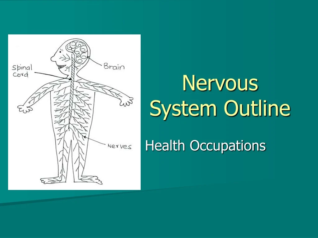 nervous system outline