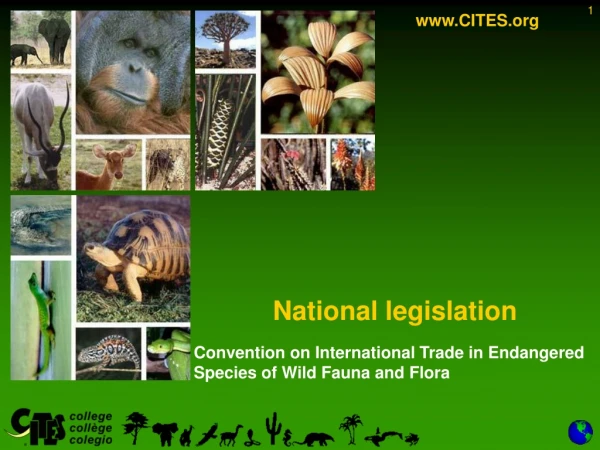 Convention on International Trade in Endangered Species of Wild Fauna and Flora