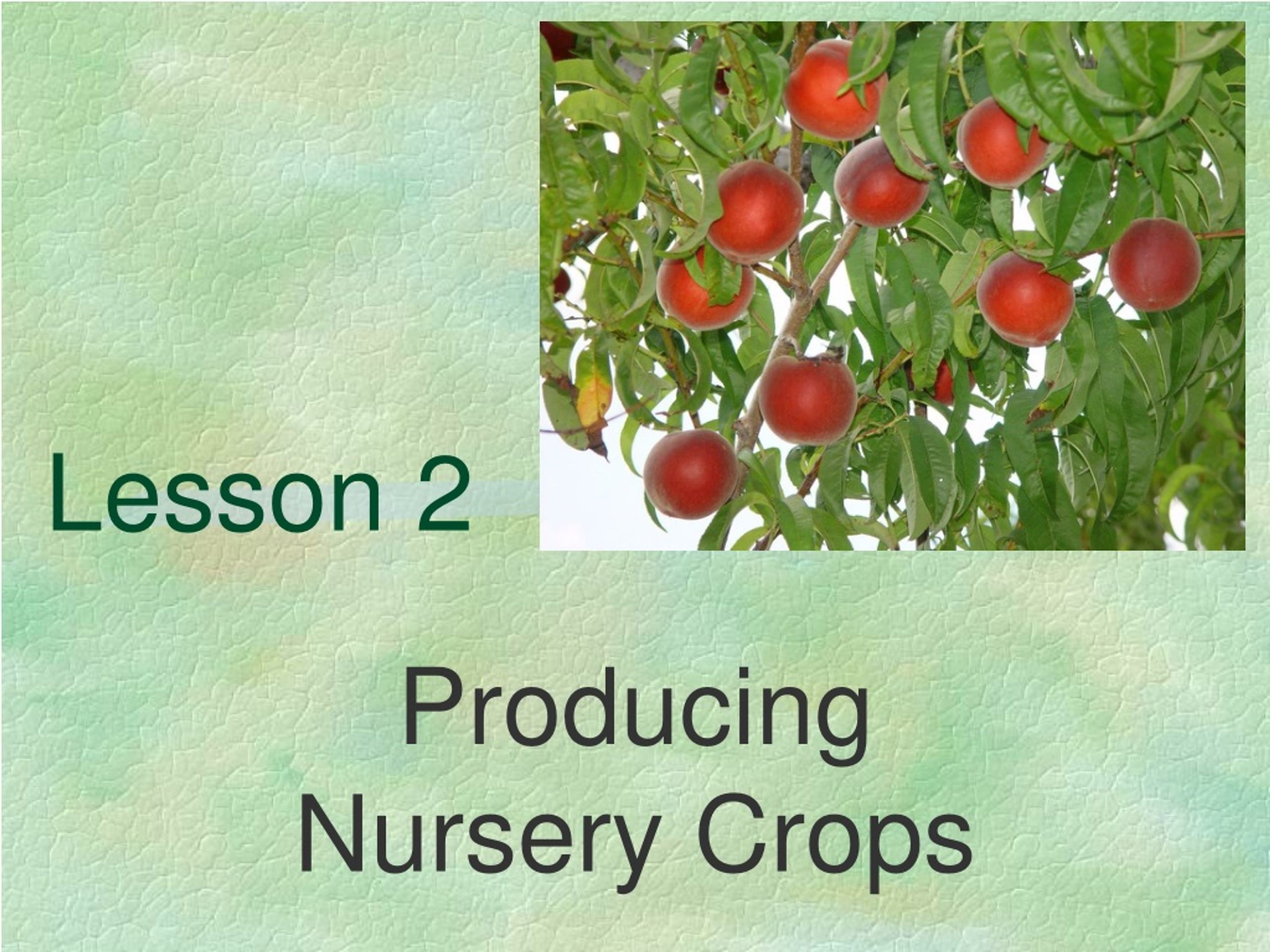 Lining Out Nursery Stock: Techniques for Plant Propagation - slide 1