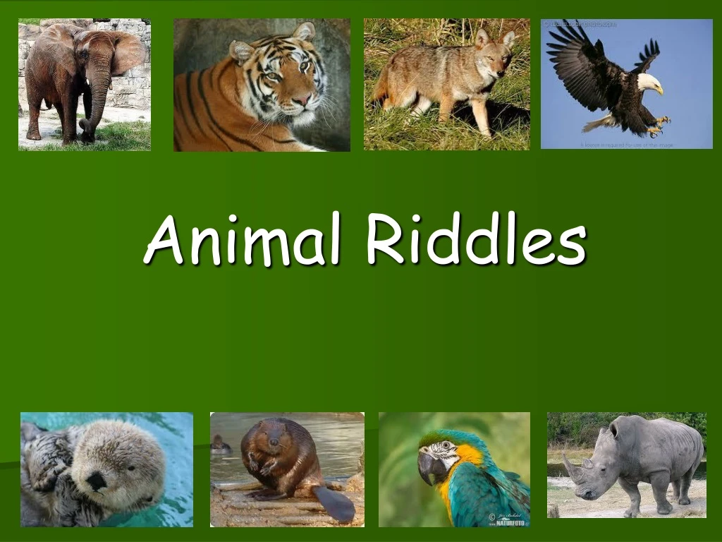 animal riddles