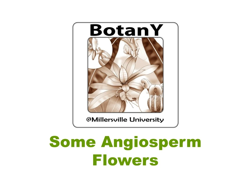 some angiosperm flowers