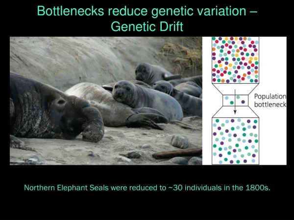 Bottlenecks reduce genetic variation – Genetic Drift