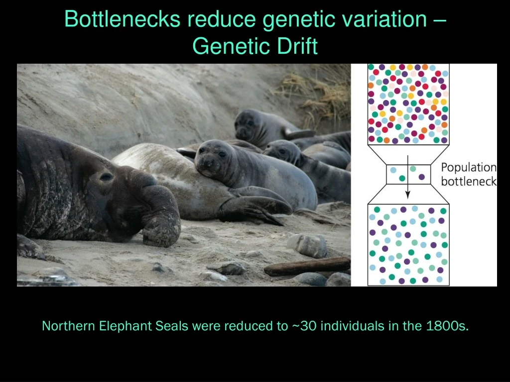 bottlenecks reduce genetic variation genetic drift
